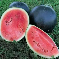 بذر هندوانه الماس سیاه