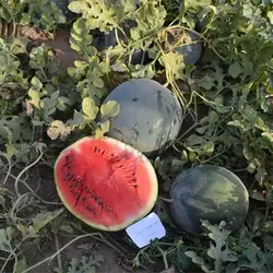 بذر هندوانه الماس سیاه