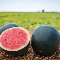 بذر هندوانه الماس سیاه