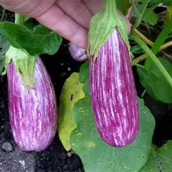 بذربادمجان نوار بلند