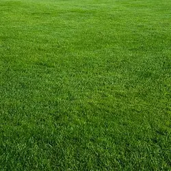 بذر چمن سایه خارجی