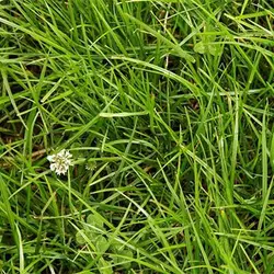 بذر چمن سایه خارجی