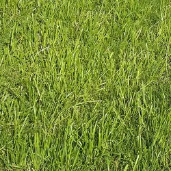 بذر چمن سایه خارجی