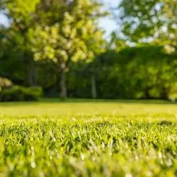 بذر چمن سایه خارجی