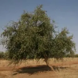 بذر درخت کنار هندی کشیده