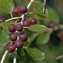 بذر درخت کنار هندی کشیده