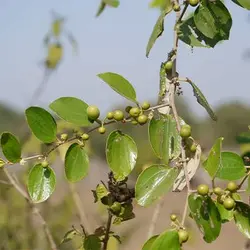 بذر درخت کنار هندی کشیده