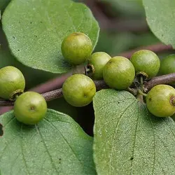 بذر درخت کنار هندی کشیده