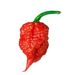 بذر فلفل کارولینا بسیار تند
