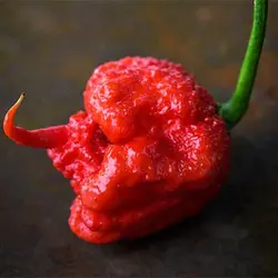 بذر فلفل کارولینا بسیار تند