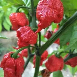 بذر فلفل کارولینا بسیار تند