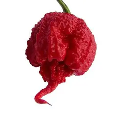 بذر فلفل کارولینا بسیار تند