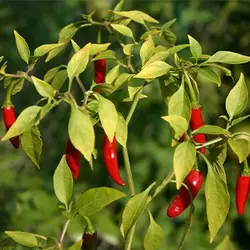 بذر فلفل تند تایلندی
