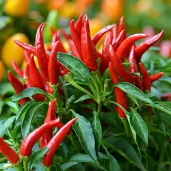 بذر فلفل تند تایلندی