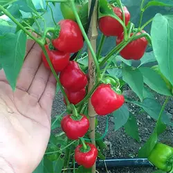 بذر فلفل دلمه ای بشقابی قرمز