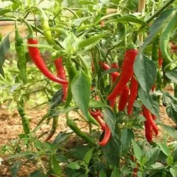 بذر فلفل رینگ او فایر