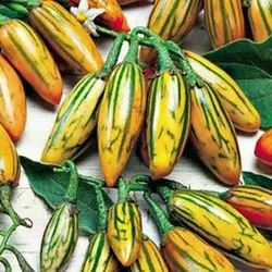 بذر بادمجان آفریقایی توگا بلند