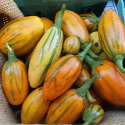 بذر بادمجان آفریقایی توگا بلند