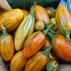 بذر بادمجان آفریقایی توگا کوتاه