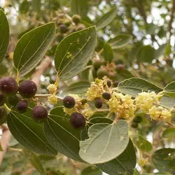 بذر درخت کنار هندی گرد