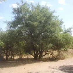 بذر درخت کنار هندی گرد