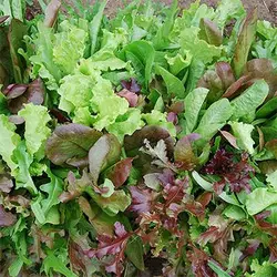 بذر سبزی سالادی میکس