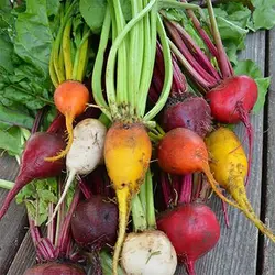 بذر چغندر رنگی میکس