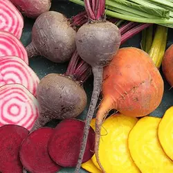 بذر چغندر رنگی میکس