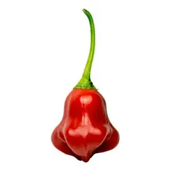 بذر فلفل زنگوله ای