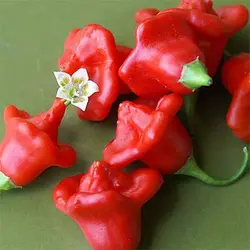 بذر فلفل زنگوله ای