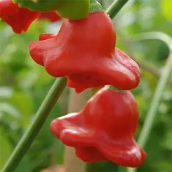 بذر فلفل زنگوله ای