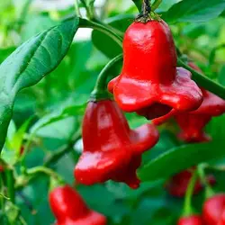 بذر فلفل زنگوله ای