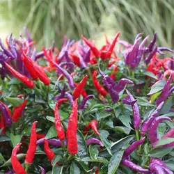 بذر فلفل سان گری
