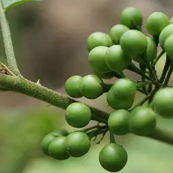 بذر بادمجان نخودی سبز