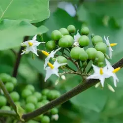بذر بادمجان نخودی سبز