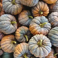 بذر کدو تنبل سنگی