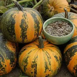 بذر کدو تنبل عمانی