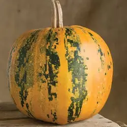 بذر کدو تنبل عمانی
