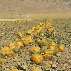 بذر کدو تنبل عمانی