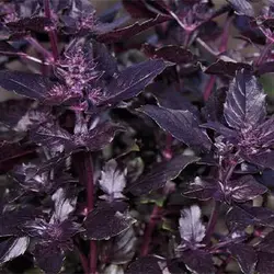 بذر ریحان بنفش خرچنگ
