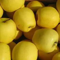 بذر سیب زرد