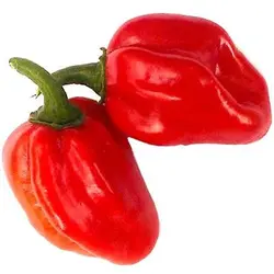 بذر فلفل رد ساوینا