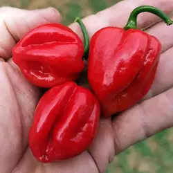 بذر فلفل رد ساوینا