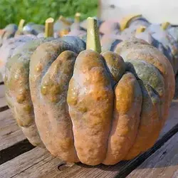 بذر کدو عروسکی میکس