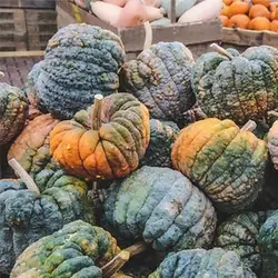 بذر کدو عروسکی میکس