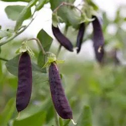 بذر نخود فرنگی بنفش