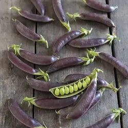 بذر نخود فرنگی بنفش