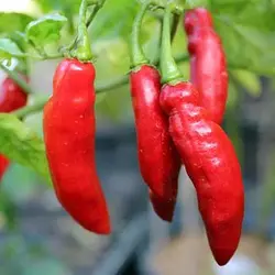 بذر فلفل چیلی سوئیت قرمز