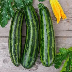 بذر کدو خورشتی سبز رومی