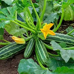 بذر کدو خورشتی سبز رومی